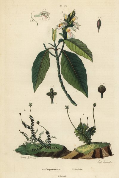 Epatiche fogliose, Jungermannia epiphylla 1 e Jungermannia asplenoides 2, e noce di Malabar o adulsa, Justicia adhatoda 3 da Unbekannt