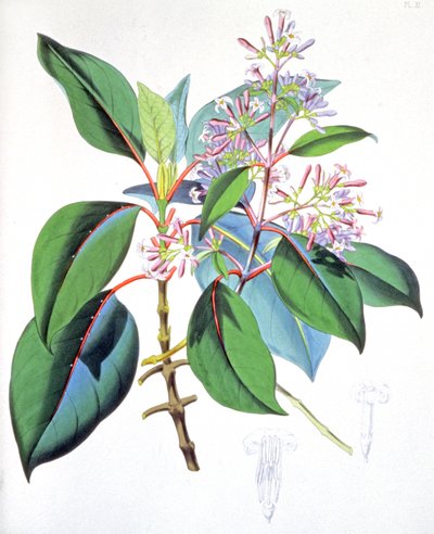 Foglie e fiori dell