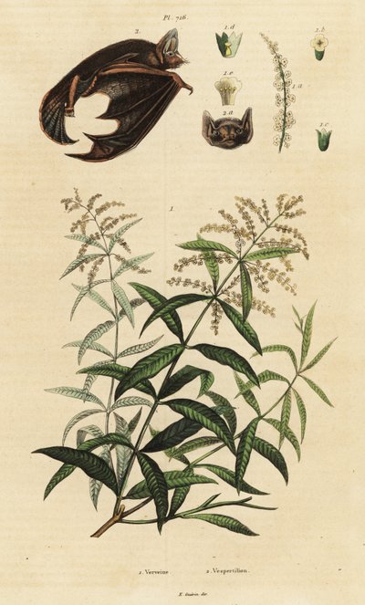 Verbena odorosa e pipistrello variopinto da Unbekannter Künstler