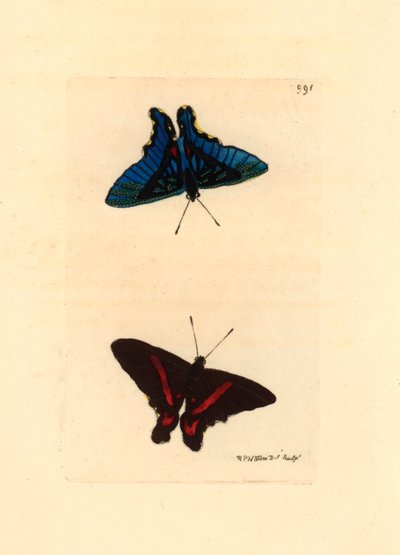 Lepidottero, visto dalle ali, la parte superiore ha linee rosse e il rovescio nei maschi è di colore blu, Ancyluris meliboeus da Unbekannter Künstler