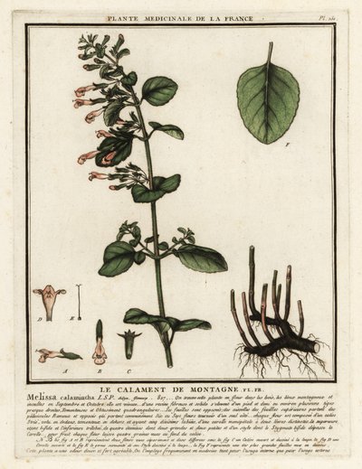 Nepetella, Clinopodium nepeta da Unbekannter Künstler