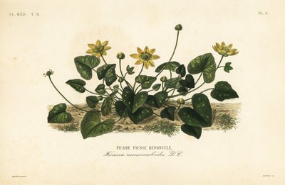 Ficaria verna da Unbekannt
