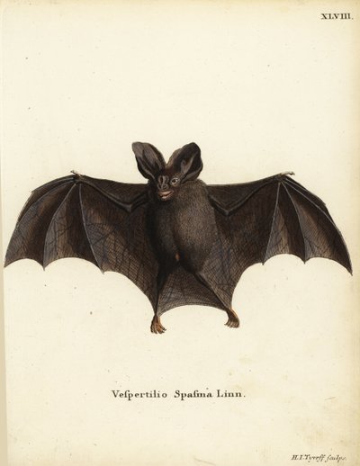 Pipistrello vampiro falso minore, Megaderma spasma. Vespertilio spasma Linn. Incisione a mano colorata su rame di Hermann Jakob Tyroff da Illustrazioni animali di Johann Christian Daniel Schreber da Unbekannter Künstler