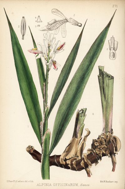 Galanga minore, Alpinia officinarum. Litografia colorata a mano di Hanhart da un