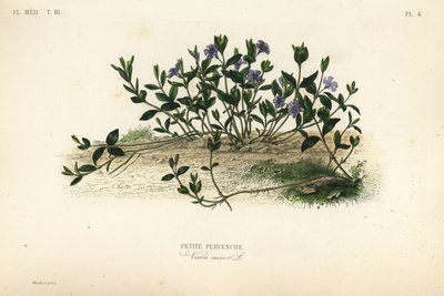 Pervinca minore, Vinca minor, Petite pervenche da Unbekannt