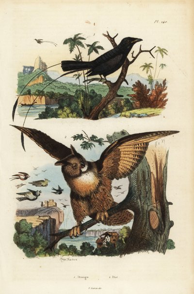 Drongo codaracchetta minore, Dicrurus remifer, e gufo reale, Bubo bubo da Unbekannt