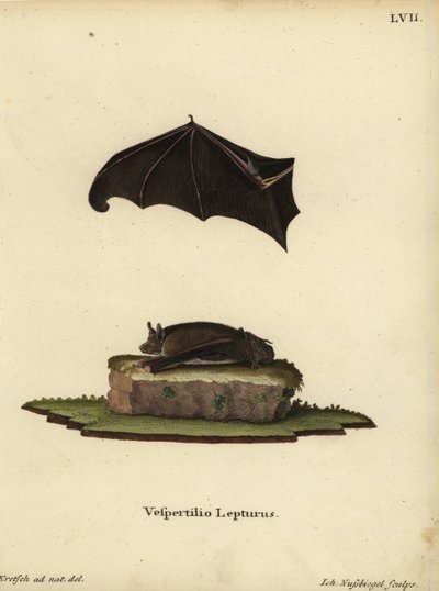 Pipistrello sacco minore, Saccopteryx leptura. Vespertilio lepturus. Incisione a mano colorata su rame di Johann Nussbiegel dopo un
