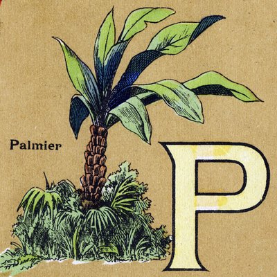 Lettera P come palma. Alfabeto illustrato. Immagini riunite a Jarville-Nancy, inizio del XX secolo. da Unbekannt