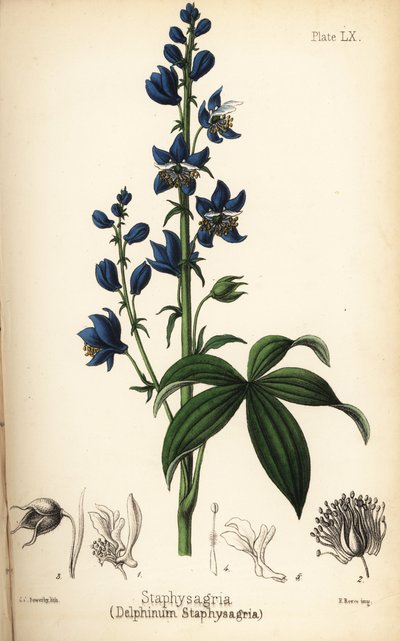 Delphinium staphisagria. Litografia colorata a mano di Charlotte Caroline Sowerby da 