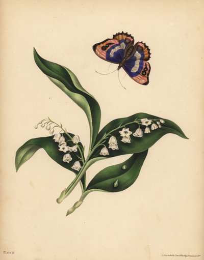 Mughetti, Convallaria majalis, Purezza e ritorno della felicità; La farfalla Imperatore Viola, Apatura iris, Immortalità dell