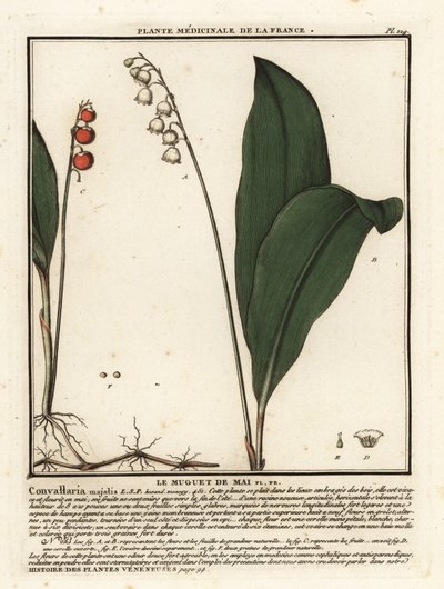 Mughetto, Convallaria majalis da Unbekannter Künstler