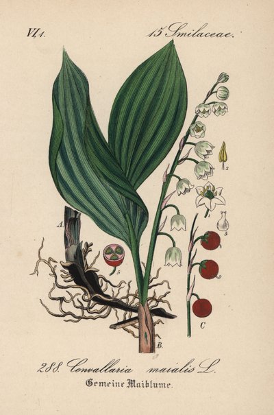 Mughetto, Convallaria majalis da Unbekannter Künstler