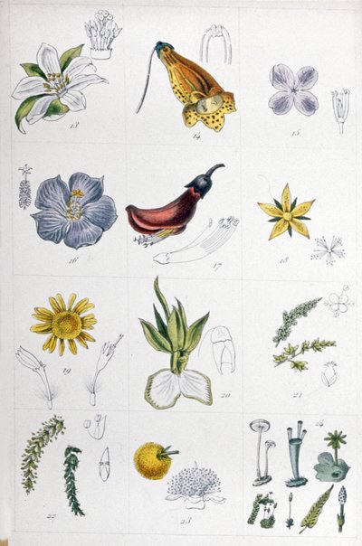 Sistema di Linneo, c.1850 (incisione) da Unbekannter Künstler