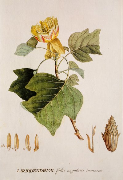 Liriodendron tulipifera/Tulipier/Albero dei tulipani da Unbekannt