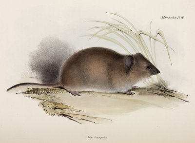 Ratto a pelo lungo o della peste, Australia, c 1832-1836 da Unbekannter Künstler
