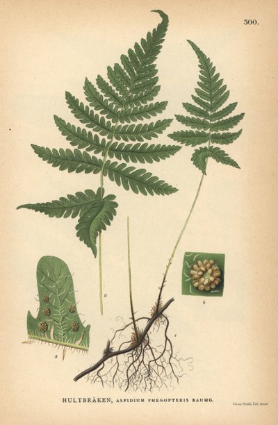 Felce lunga, Phegopteris connectilis da Unbekannter Künstler