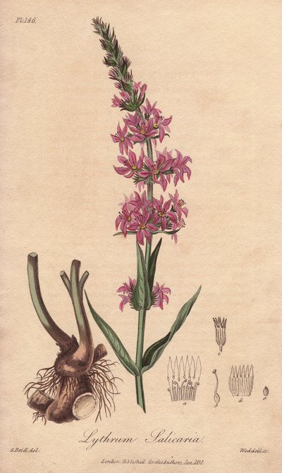 Salcerella (Lythrum salicaria) - Acquaforte di William Clarke per illustrare “Botanica medica, descrizione delle piante medicinali di Londra, Edimburgo e Dublino” di John Stephenson e James Morss Churchill da Unbekannter Künstler