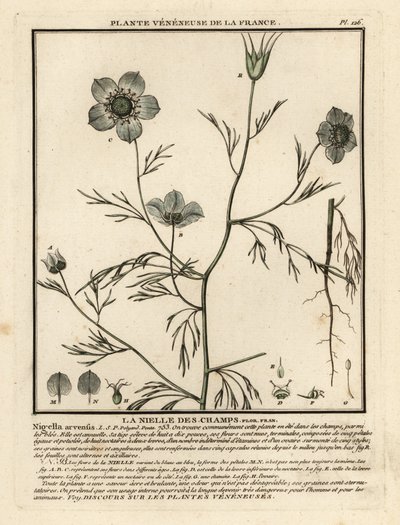 Nigella arvensis da Unbekannter Künstler