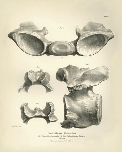 Vertebra lombare di Macrauchenia, un animale preistorico, trovata da Charles Darwin durante il suo viaggio di esplorazione a bordo del Beagle. "The Zoology of the voyage of H.M.S. Beagle under the command of Captain Fitzroy during the years 1832 to 1836" da Unbekannter Künstler