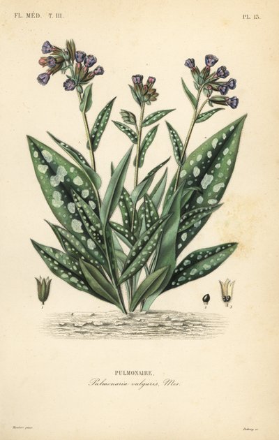 Polmonaria, Pulmonaria officinalis da Unbekannt
