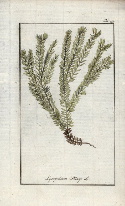 Lycopodium clavatum. Litografia da 