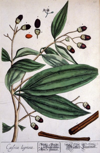 Pianta di cannella del Malabar da Unbekannter Künstler