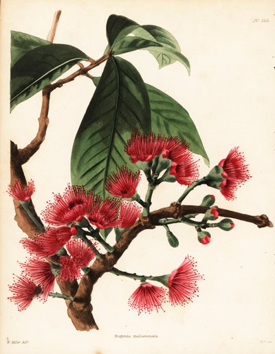 Mela rosa malese, Syzygium malaccense (Eugenia malaccensis). Incisione a mano colorata di George Cooke da un