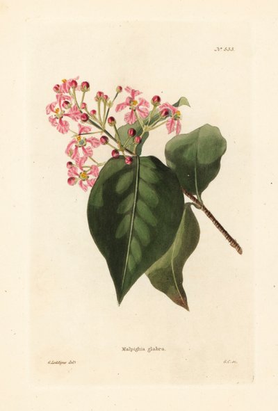 Malpighia glabra. Incisione a mano colorata di George Cooke da un