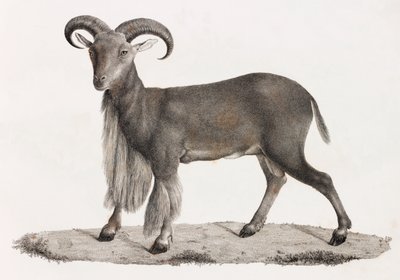 Mammiferi: una pecora della Barberia da Unbekannt