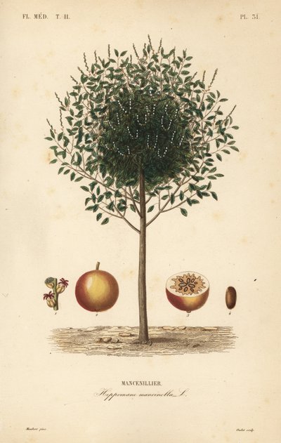 Albero di mancinella, Hippomane mancinella da Unbekannt