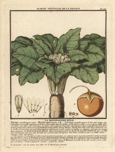 Mandragora officinarum da Unbekannter Künstler