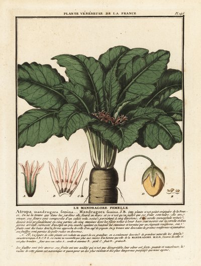 Mandragora, Mandragora officinarum da Unbekannter Künstler
