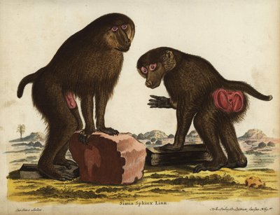Mandrillo, Mandrillus sphinx. Vulnerabile. Simia sphynx Linn. Incisione a mano colorata su rame di Johann Sebastian Leitner dopo un