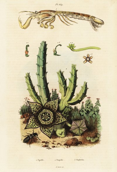 Gambero mantide, fiore stellato e scarabeo da Unbekannter Künstler