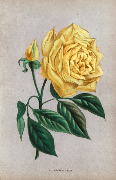 Rosa Marechal Niel (cromolitografia) da Unbekannter Künstler