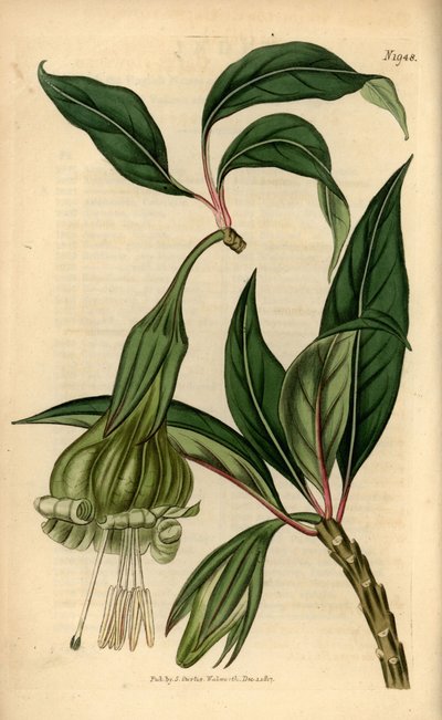Markea viridiflora (Solandra viridiflora). Incisione a mano colorata da Samuel Curtis