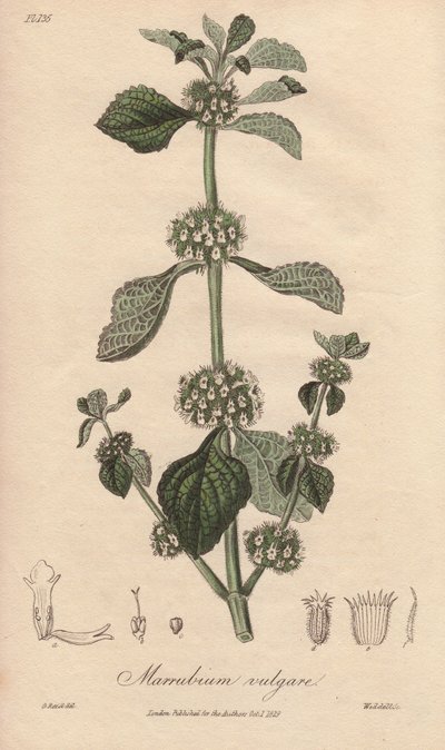 Marrubio comune (Marrubium vulgare) - Acquaforte di William Clarke per illustrare “Botanica medica, descrizione delle piante medicinali di Londra, Edimburgo e Dublino” di John Stephenson e James Morss Churchill da Unbekannter Künstler