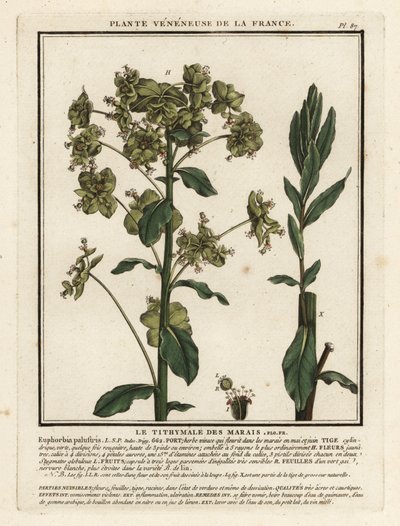 Euforbia palustre, Euphorbia palustris da Unbekannter Künstler