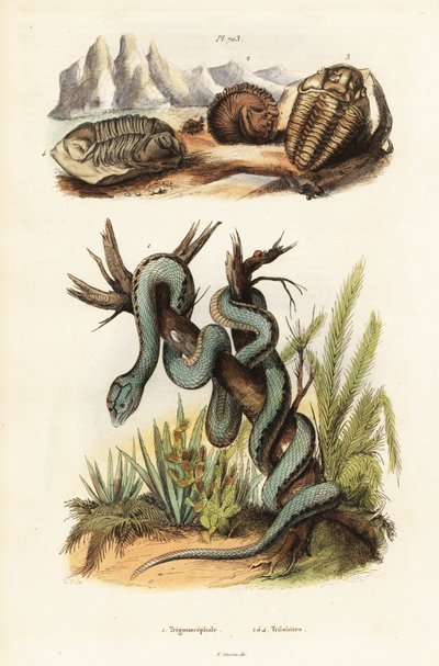 Vipera di Martinica e trilobiti estinti da Unbekannter Künstler