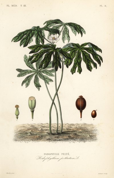 Podofillo o mandragora americana, Podophyllum peltatum da Unbekannt