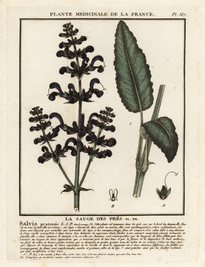 Salvia dei prati, Salvia pratensis da Unbekannter Künstler