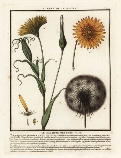 Barba di becco dei prati, Tragopogon pratensis da Unbekannter Künstler