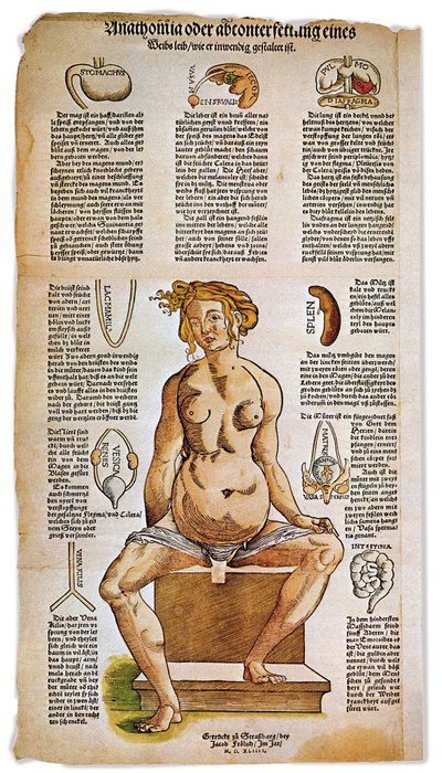 Medicina: tavola anatomica che descrive l
