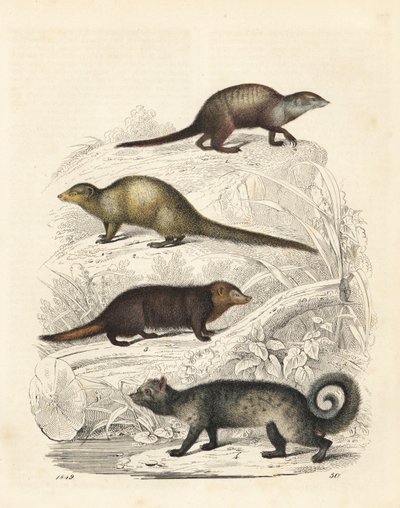 Suricata, mangusta grigia indiana, kusimanse comune e zibetto delle palme asiatico (litografia) da Unbekannter Künstler