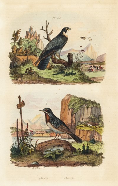 Smeriglio, Falco columbarius, e beccafico di Moltoni, Sylvia subalpina da Unbekannt