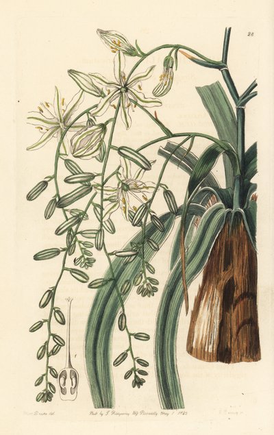 Erba saponaria messicana - Pianta saponaria a foglie ondulate, Chlorogalum pomeridianum var. divaricatum. Incisione a mano colorata da 