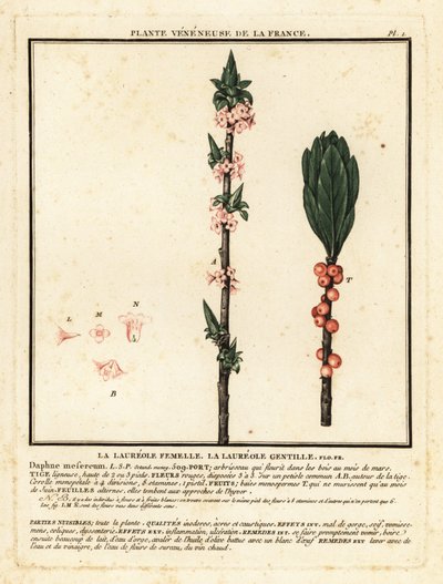 Daphne mezereum da Unbekannter Künstler