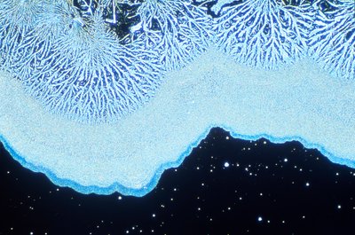 Micrografie (Luce) Silice colloidale, micrografia a luce da Unbekannt