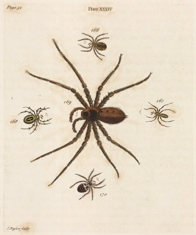 Microscopia da Unbekannt