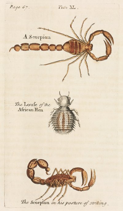 Microscopia da Unbekannt